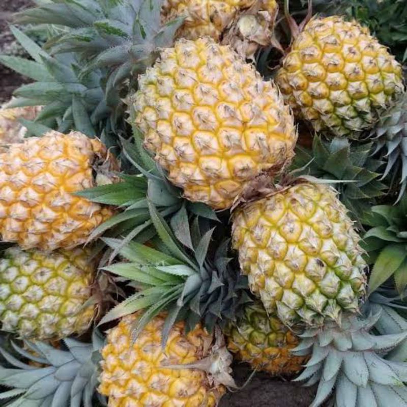 

NANAS MADU PEMALANG/DIKIRIM MEKAL/KUALITAS SUPER GRADE A/minimal order 3pcs