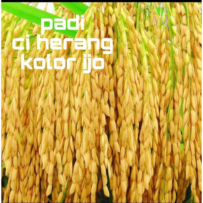 PROMO BENIH PADI Ciherang BIMA SAKTI UNGGUL 1kg