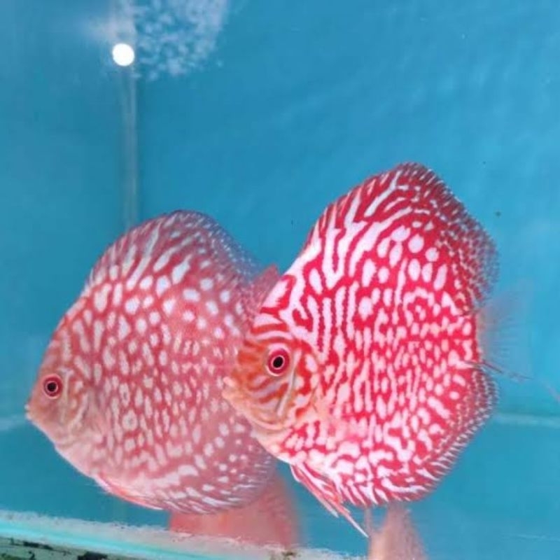 

Soliter Aquarium Discus Red Chekerboard