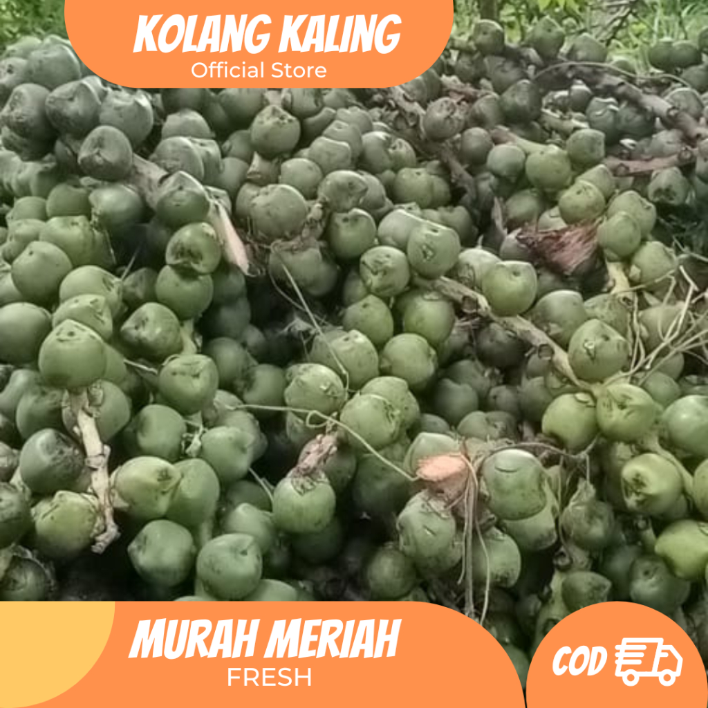 

Kolang Kaling Mentah Langsung Dari Pohon 1Kg