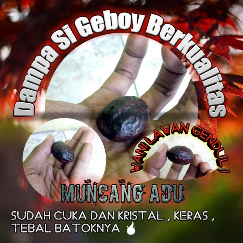 Muncang Adu Dampa Si Geboy Tebal Batok Grade A+