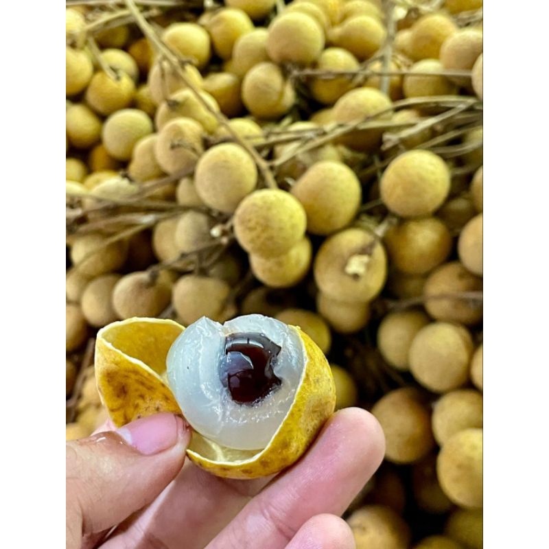 

Kelengkeng Super 1 kg