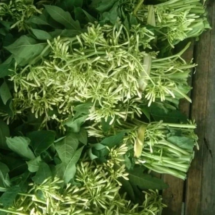 

bunga pepaya/gandul