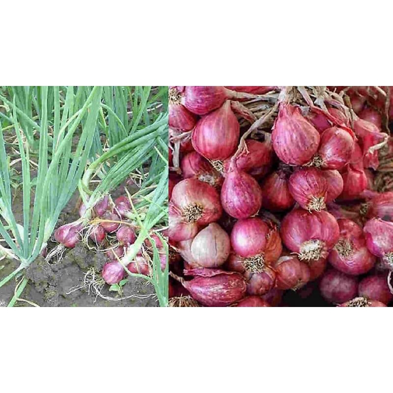

bawang merah 1 kg ukuran besar termurah kualitas premium