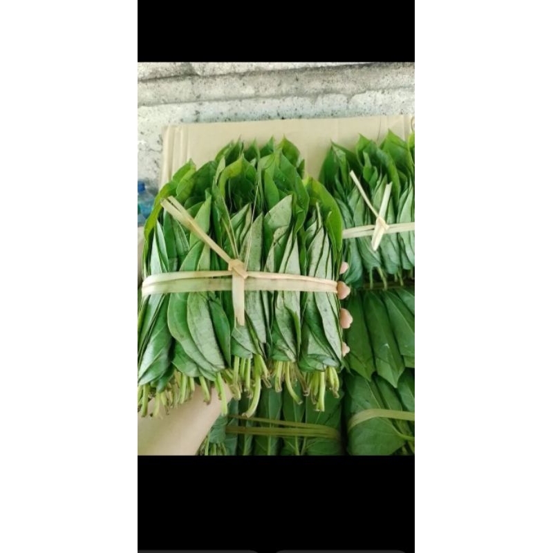 

sirih medan 1 kepit