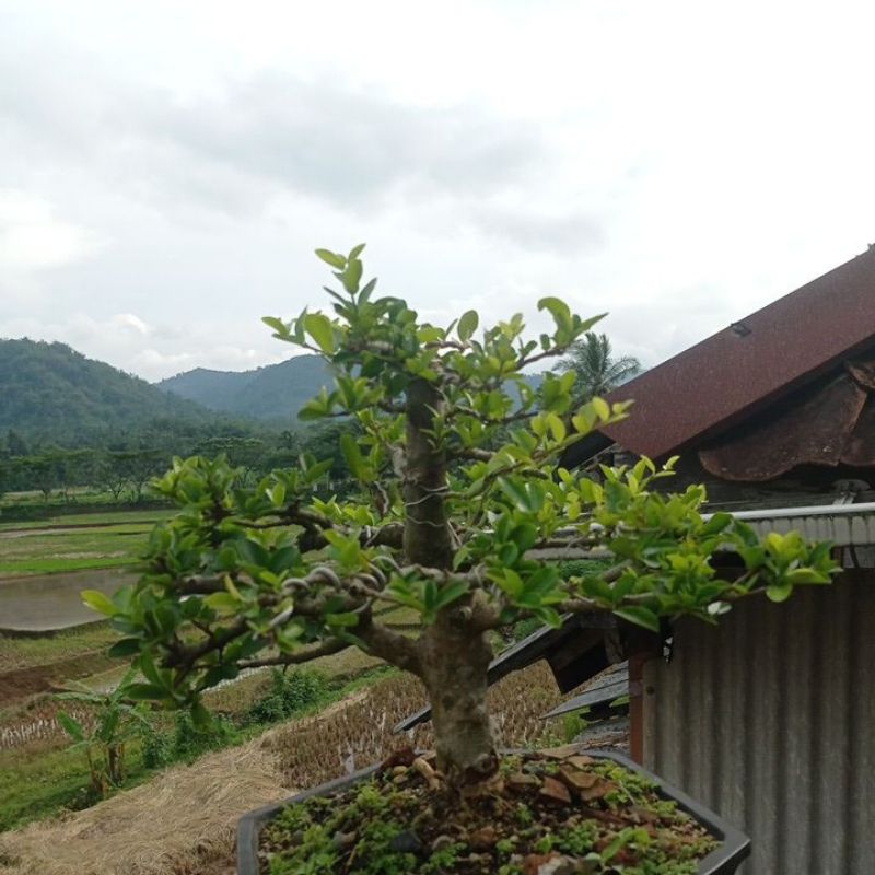 Bonsai Sianci Barbados (asam)