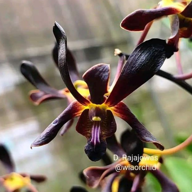 Dendrobium Silangan Rajajowas