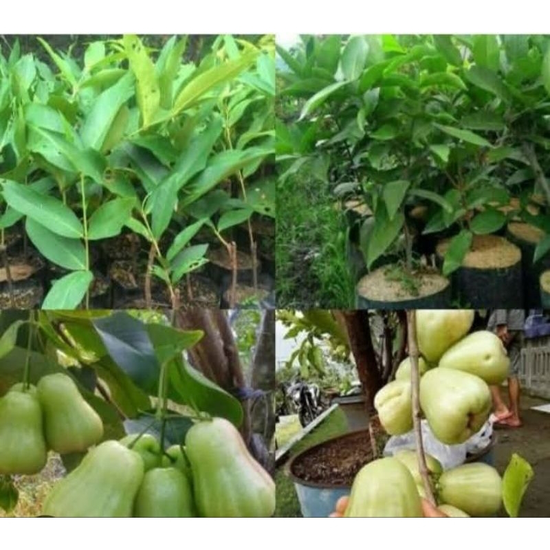 

Bibit Jambu Madu Deli Okulasi