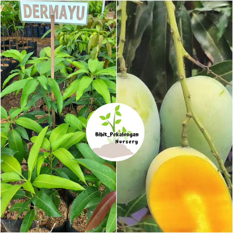 Mangga Dermayu
