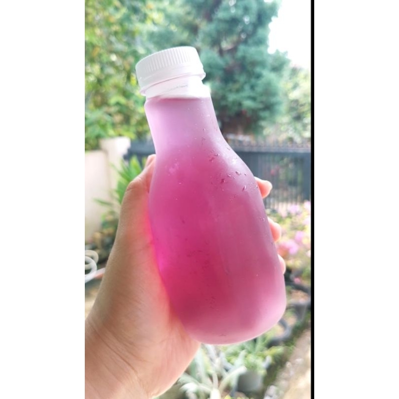 

KOMBUCHA TELANG