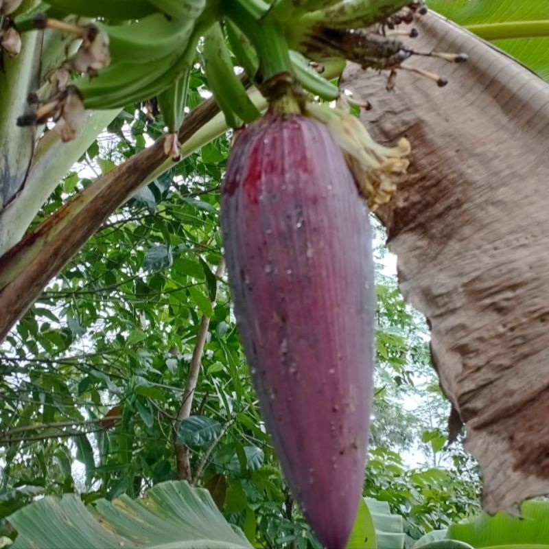 

Jantung Pisang fraesh | Jantung Pisang sayur per buah