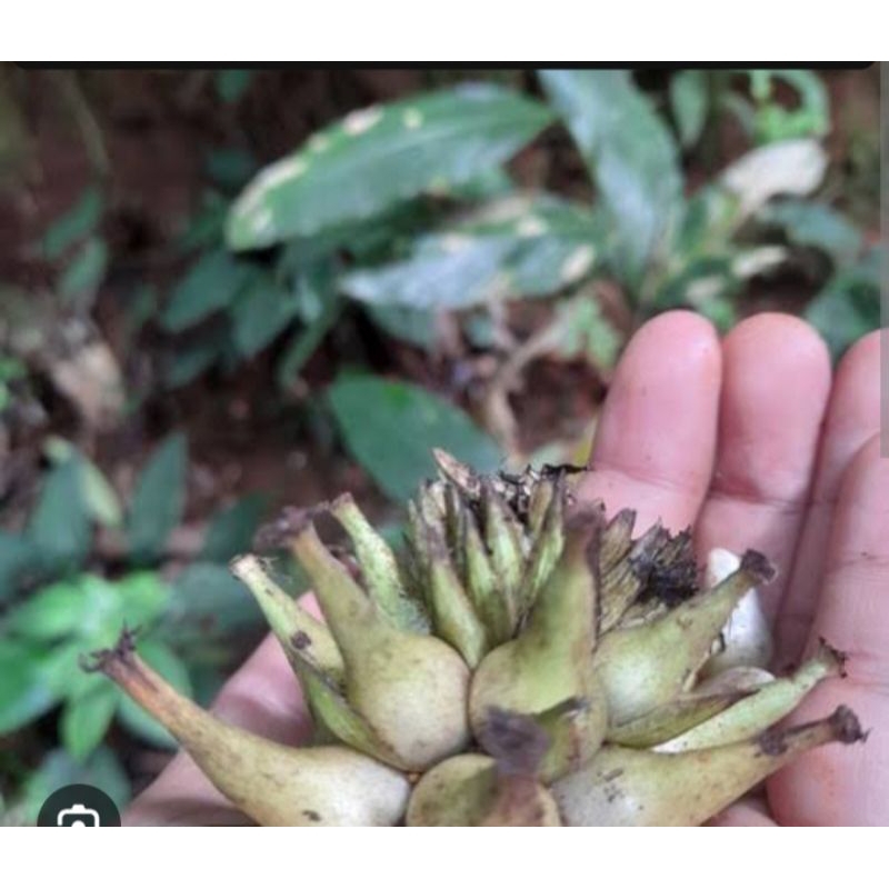 

buah marasi segar per 100 gram