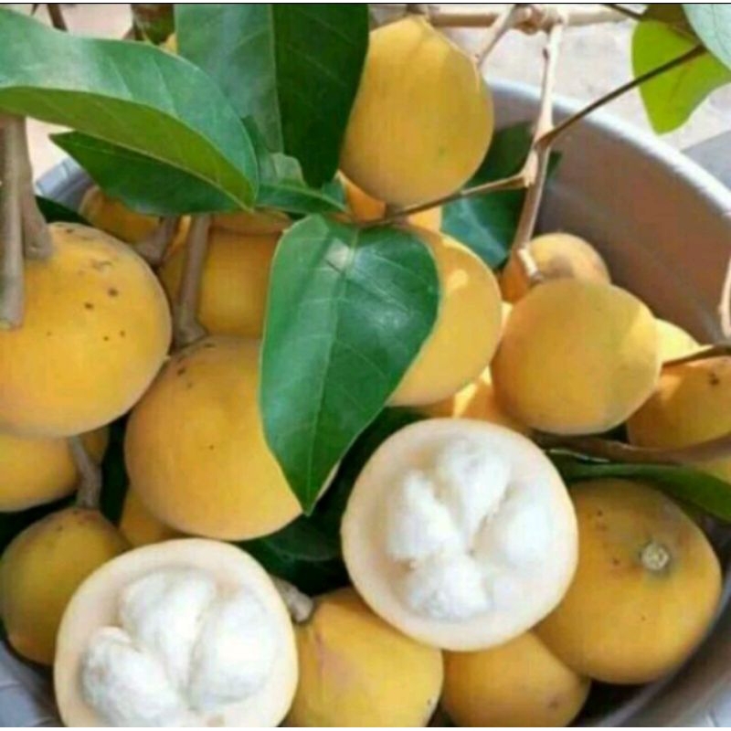 

1KG BUAH KECAPI SEGAR KUNING MATANG MANIS
