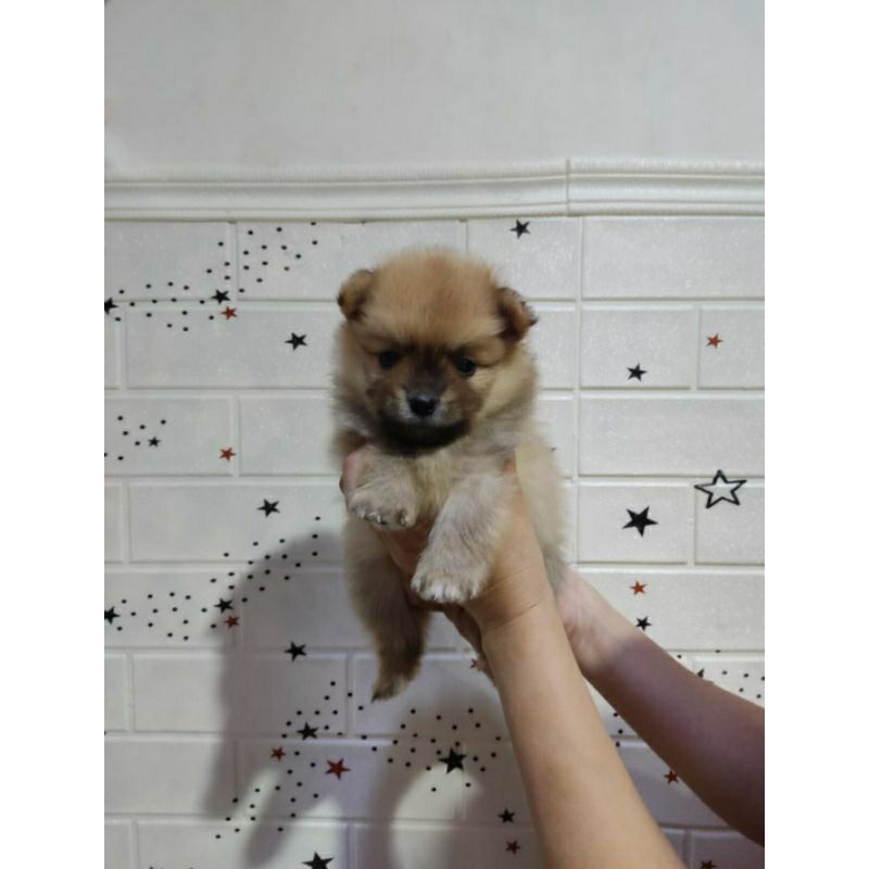 Anjing Puppy MiniPom