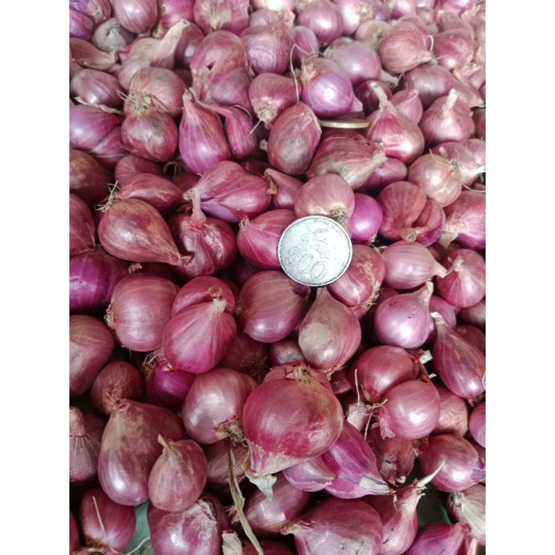 

Bawang Merah Ori Probolinggo 1KG.Ukuran Besar