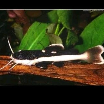 

KADO.HIASAN KOLAM - RTC UKURAN 15-16 CM