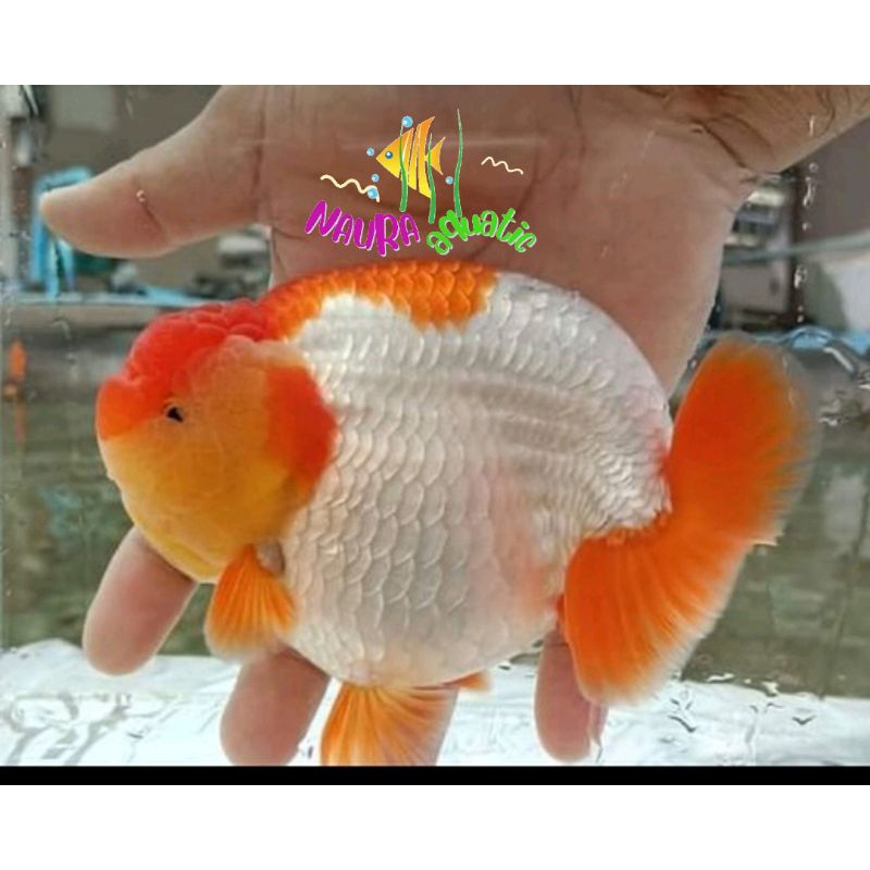 Suka pakan pelet ranchu rw gembul perlengkapan aquarium