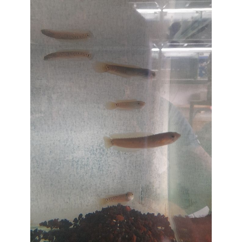 cairan untuk ikan stewarti