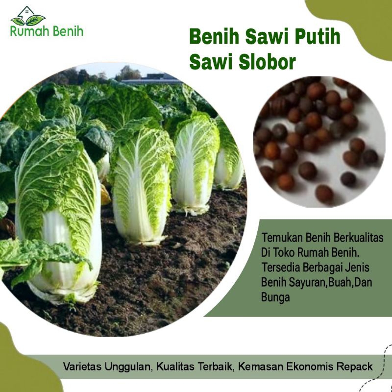 Benih Sawi Putih Super F1 / Bibit Benih Sawi Slobor / Benih Sayuran Sawi / Bibit Sayuran Sawi / Biji