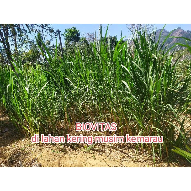Bibit Biovitas BB Biogen Bonus Bibit Zanzibar 2 rumput berprotein tinggi 1kg