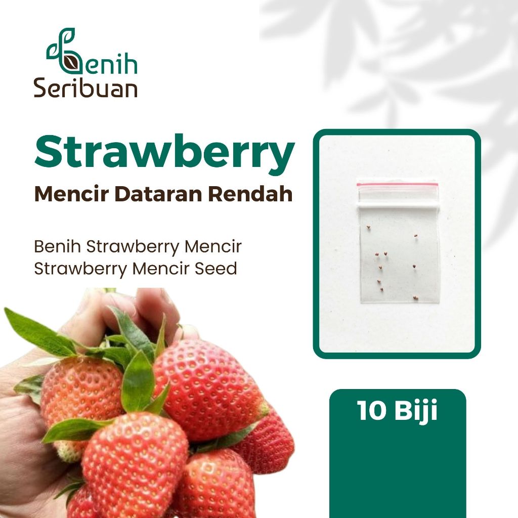 10 Benih Bibit Strawberry Mencir Dataran Rendah Tanaman Buah Stroberi Jumbo Manis Super Premium