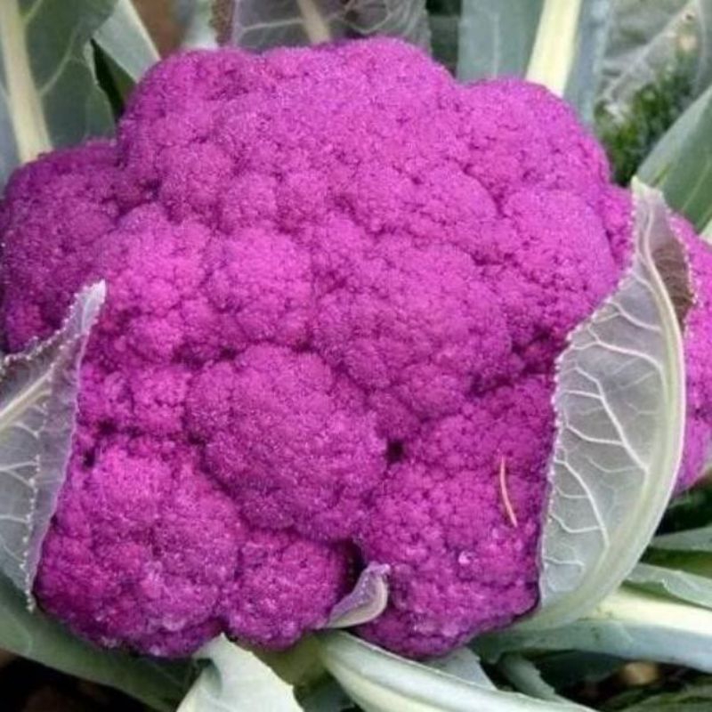 50 BUTIR BENIH BROKOLI UNGU