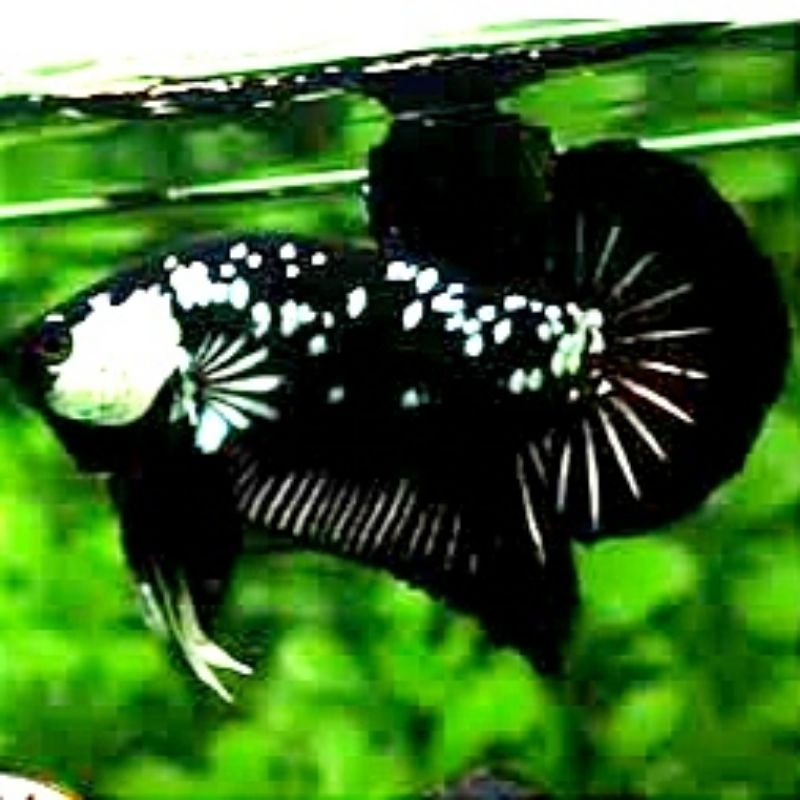 Plakat Hiasan Kamar Black Mamba Top Grade Male Female