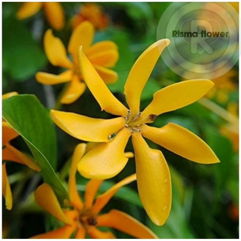 pohon gardenia bunga kuning / tanaman hias bunga gardenia