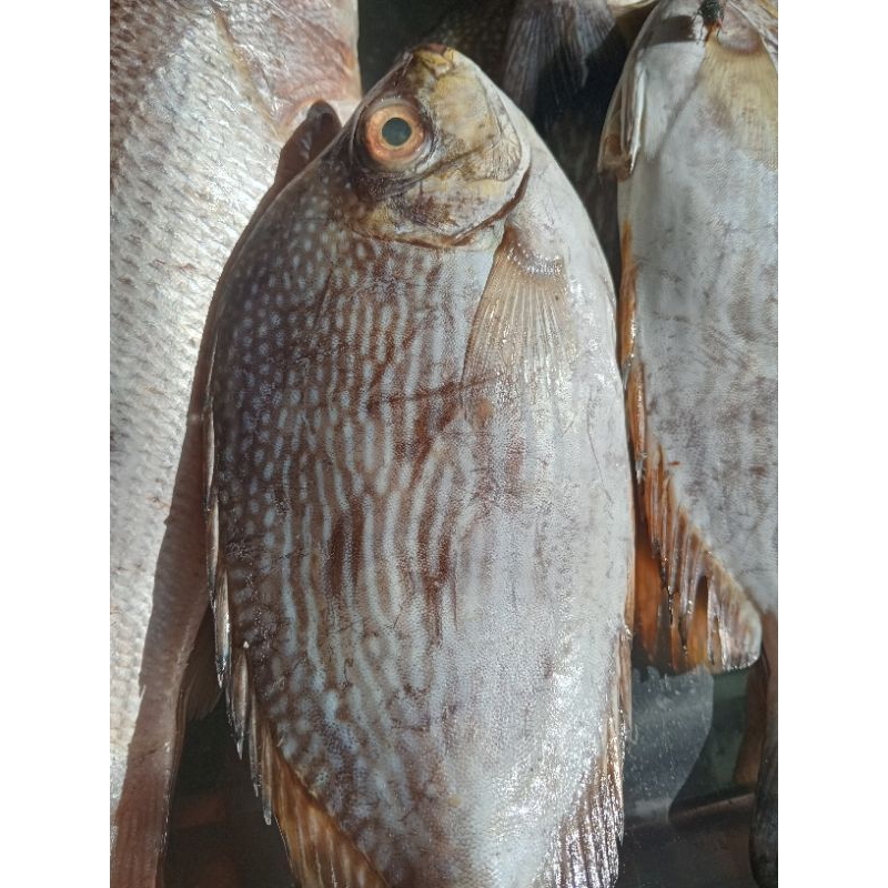 

Ikan baronang 500g