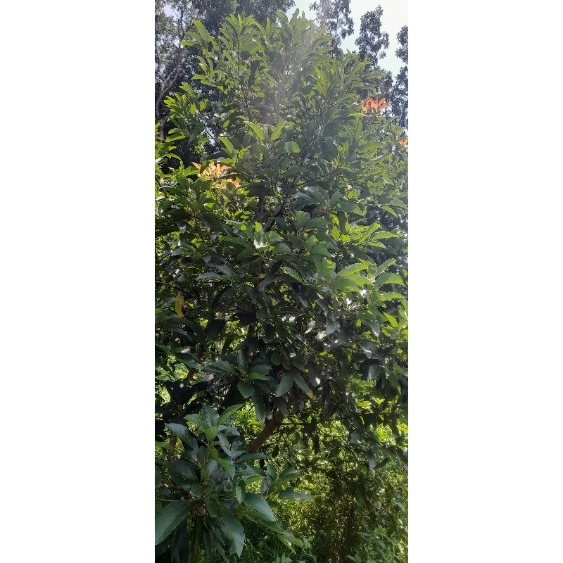 Entres Alpukat Pluwang