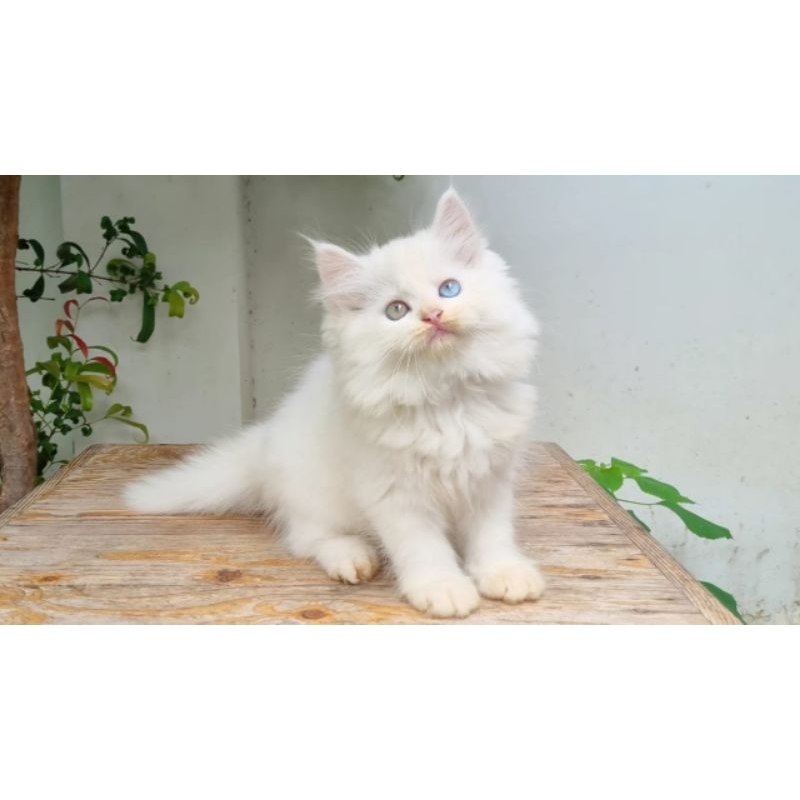 KUCING PERSIA MEDIUM BETINA 2 BULAN PUTIH SOLID ODD EYE