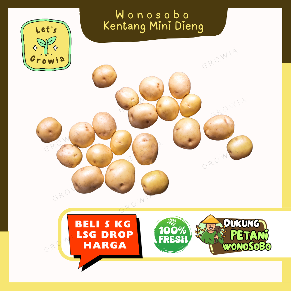 Growia | Kentang Dieng Kecil Mini Baby Potatoes 500 Gr - 5 Kg Grosir Termurah Lsg Petani (B)