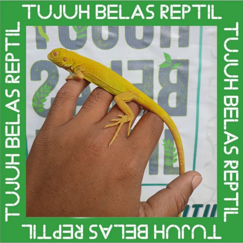 

stiker igu ana al bino