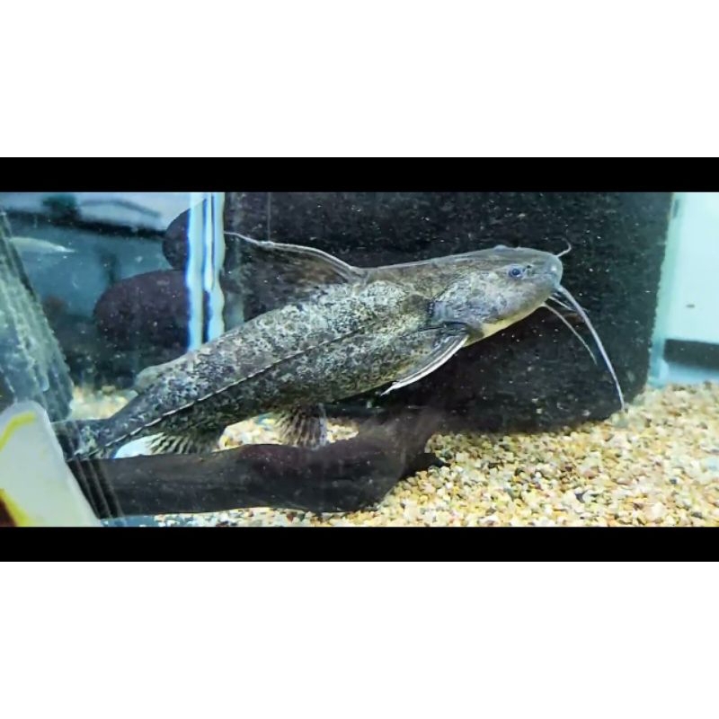 IKAN HIAS PTERODORAS GRANULOSUS CATFISH / IKAN HIAS LELE PURBA / IKAN HIAS GRANULOSUS