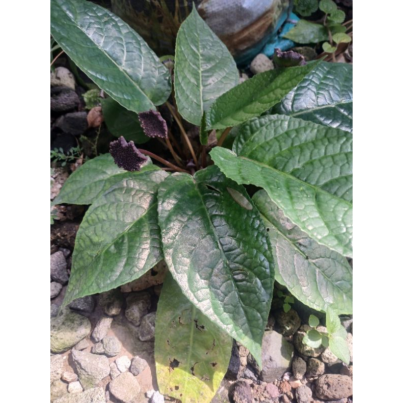 Dorstenia Elata / Sunduk pentul / Tusuk Konde