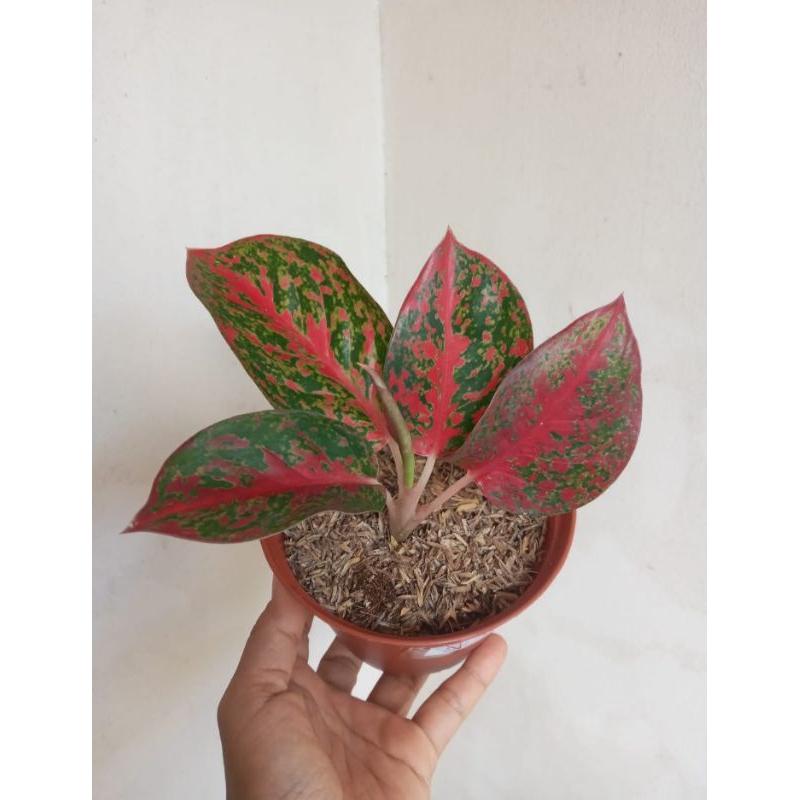 Aglaonema Red Stardust