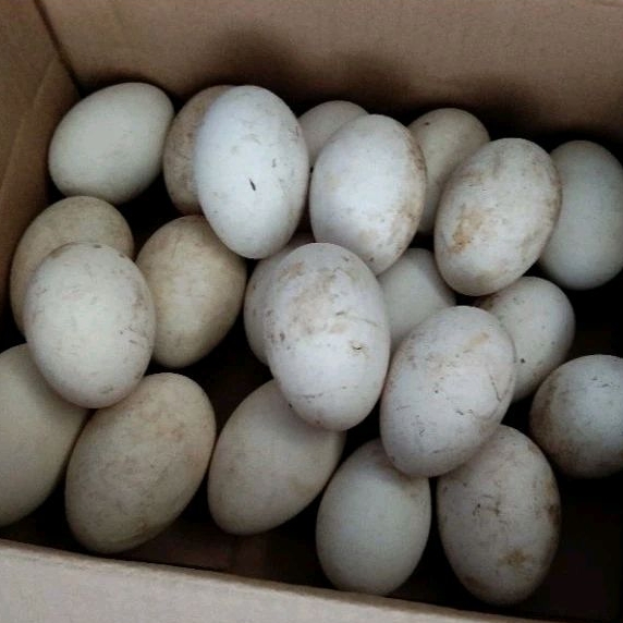 

Telur Angsa Busuk