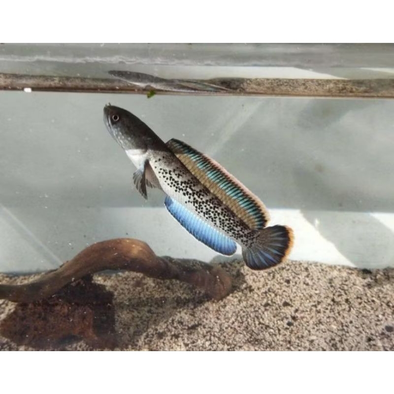 hiasan aquarium channa stewarti gondrong chana  warti singgel tank  full dot istimewa 11-12cm