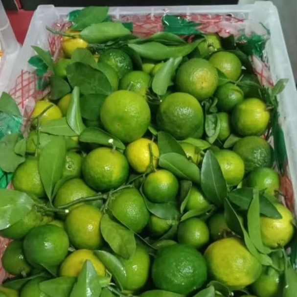 

JERUK SANTANG MADU IJO /keranjang