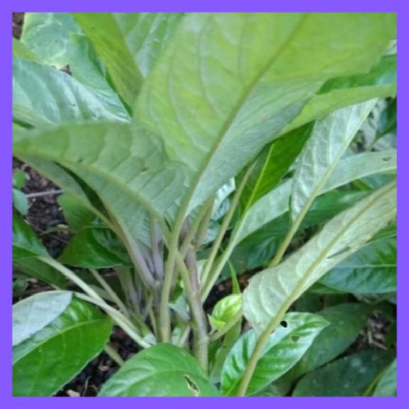 

Lalapan Mentah Herbal Daun Reundeu Segar