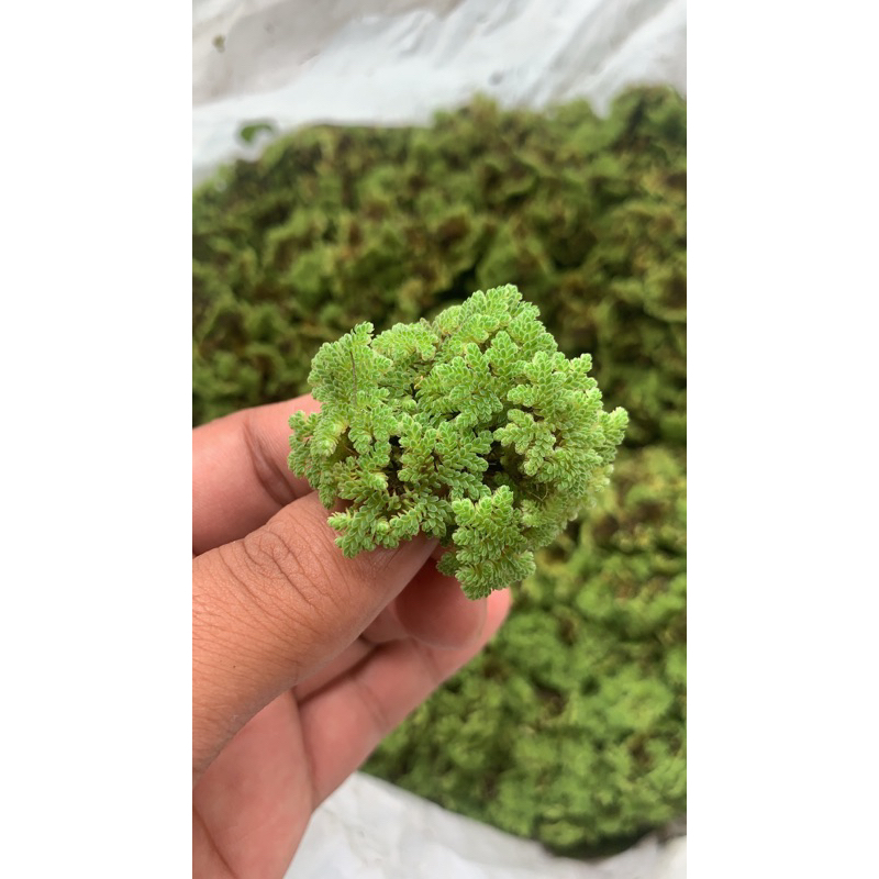 Alltechshop_ Azolla 1 Kg