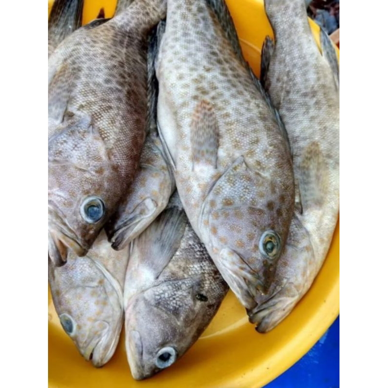

ikan kerapu/kakap/tenggiri segar fresh 1 kg