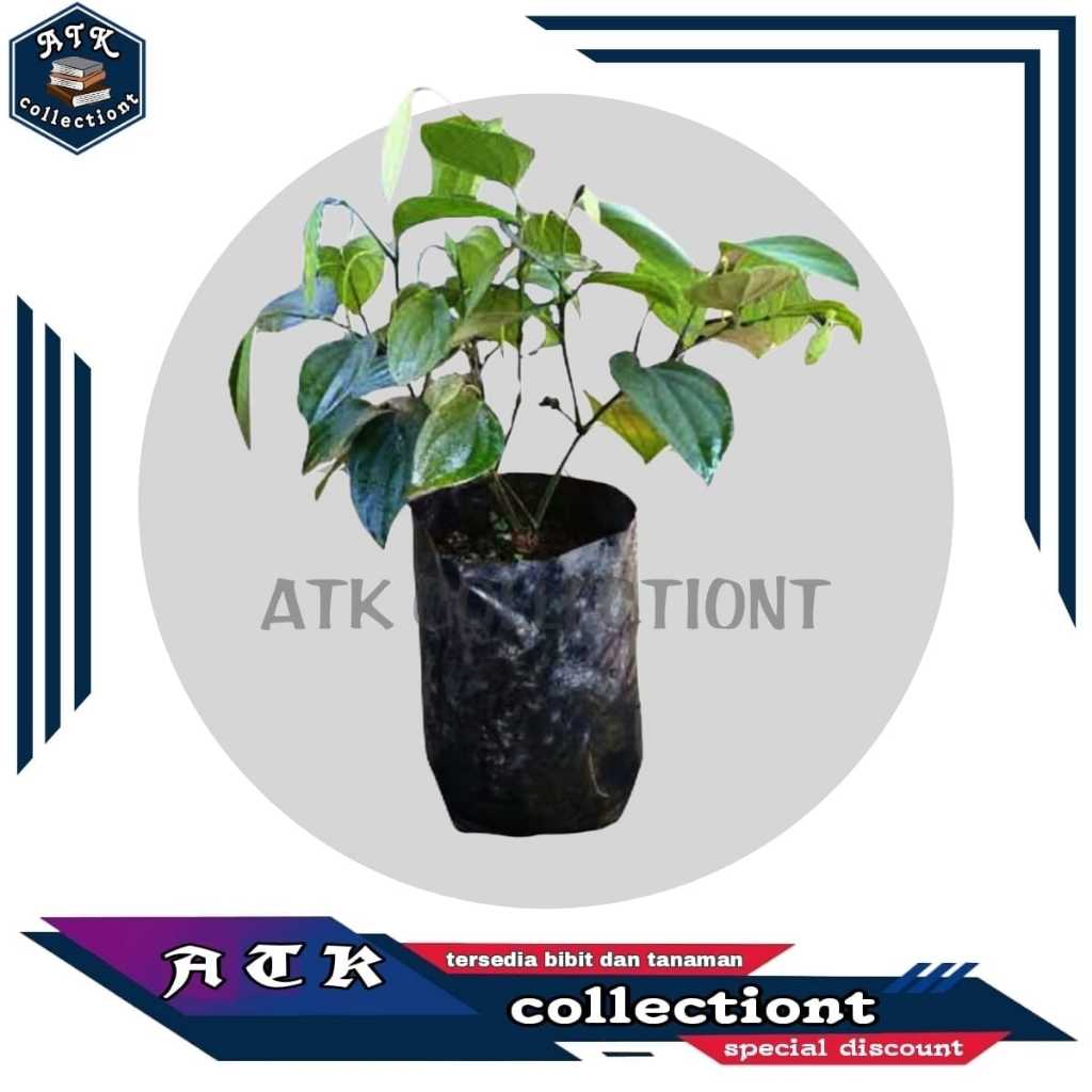 Bibit Pohon Lada Perdu Siap Tanam