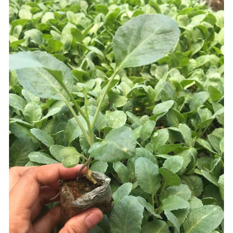 KEBUN_SUBUR EZA - Paket Bibit Brokoli Putih Siap Tanam