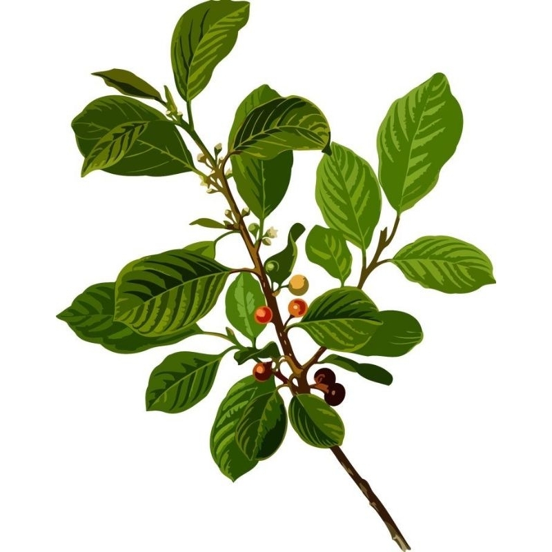 

terbaik daun kopi sama pucuk nyah, murah fres 1kg