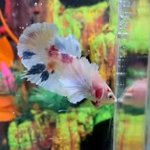 plakat dumbo ear bahan