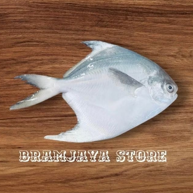 

Ikan Bawal Putih Fresh Kualitas Ekspor DiBersihkan