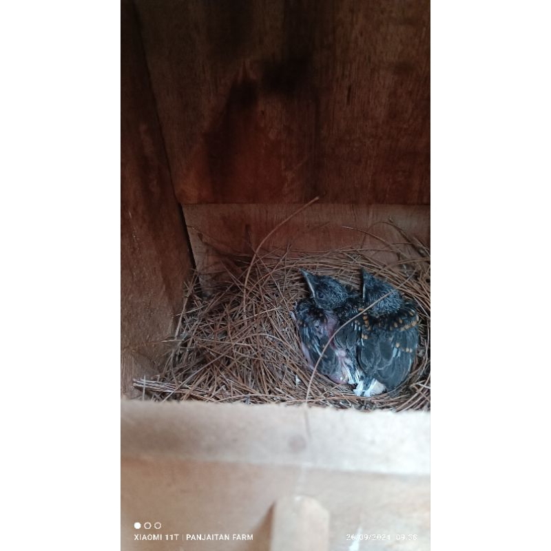 Lolohan Anakan murai batu original hutan  Tapanuli Selatan isi 2 anakan