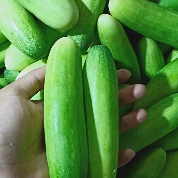 

Timun Lokal Fresh -+ 300Gr ( Kirim Instan )