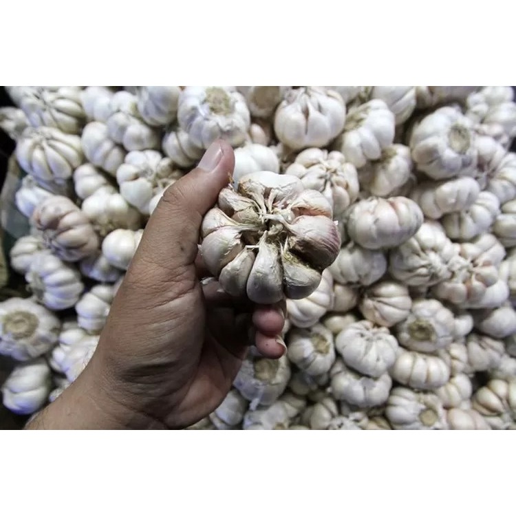 

BAWANG PUTIH Banci 250gr Kirim INSTAN